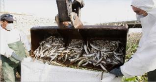 peces_muertos_albufera