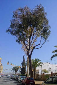 eucaliptus-alfafar Eucaliptus incluido en la poda de saneamiento de alfafar