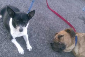 La Asociación Dignitat Animal busca un hogar para “Altea”