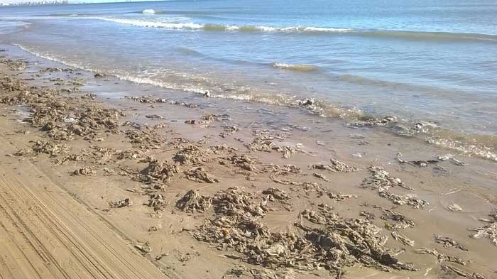 Alboraia cierra su playa Alboraia cierra su playa
